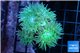 Duncanopsammia green 6 polyps WYSIWYG acclimaté