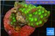 Echinopora green spot 3-5 cm WYSIWYG acclimaté