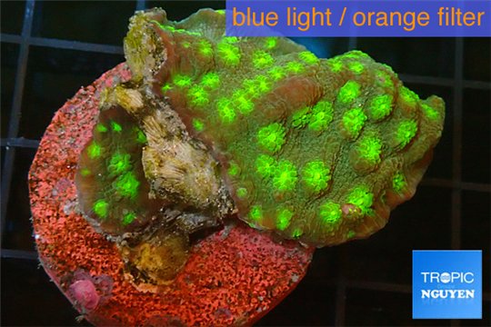 Echinopora green spot 3-5 cm WYSIWYG acclimaté