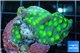 Echinopora green spot 3-5 cm WYSIWYG acclimaté