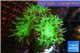 Duncanopsammia green 3-4 polyps WYSIWYG acclimaté