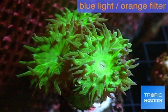 Duncanopsammia green 3-4 polyps WYSIWYG acclimaté