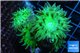 Duncanopsammia green 3-4 polyps WYSIWYG acclimaté