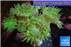 Duncanopsammia green 5-6 polyps WYSIWYG acclimaté