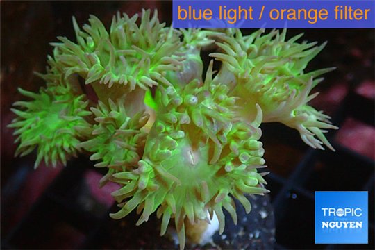 Duncanopsammia green 5-6 polyps WYSIWYG acclimaté