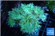 Duncanopsammia green 5-6 polyps WYSIWYG acclimaté