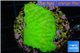 Merulina green 3-4 cm WYSIWYG acclimaté