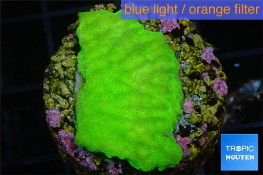 Merulina green 3-4 cm WYSIWYG acclimaté