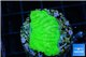 Merulina green 3-4 cm WYSIWYG acclimaté