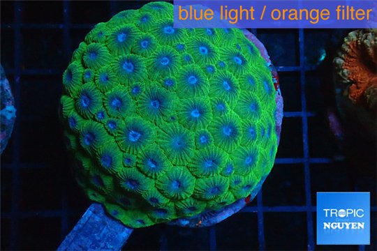 Favia green purple 7-11 cm WYSIWYG acclimaté