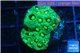 Favia neon green Australia 2-4 cm WYSIWYG acclimaté