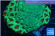 Favia graphted green & green moster 6-8 cm WYSIWYG acclimaté
