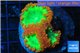 Blastomussa wellsi red green 3 polyps WYSIWYG acclimaté