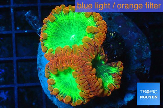 Blastomussa wellsi red green 3 polyps WYSIWYG acclimaté