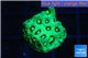 Favia neon green Australia 2-4 cm WYSIWYG acclimaté