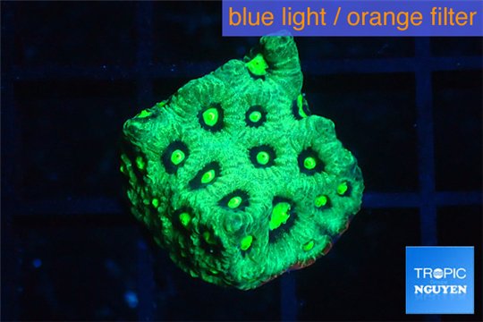 Favia neon green Australia 2-4 cm WYSIWYG acclimaté