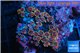 Zoanthus pink diamond 7-10 cm WYSIWYG acclimaté
