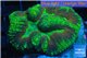 Symphyllia green red 7-111 cm WYSIWYG acclimaté