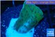Montipora purple blue polyps 2-3 cm WYSIWYG acclimaté