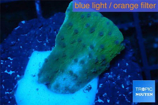 Montipora purple blue polyps 2-3 cm WYSIWYG acclimaté