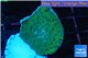 Montipora purple blue polyps 2-3 cm WYSIWYG acclimaté