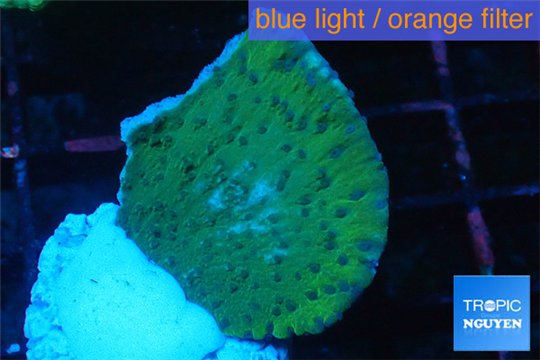 Montipora purple blue polyps 2-3 cm WYSIWYG acclimaté