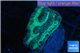 Platygyra green maze 3-4 cm WYSIWYG acclimaté