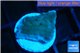 Montipora purple blue polyps 1 cm WYSIWYG acclimaté