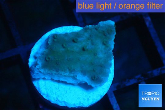 Montipora purple blue polyps 1 cm WYSIWYG acclimaté