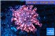 Goniopora red purple 4-7 cm WYSIWYG acclimaté