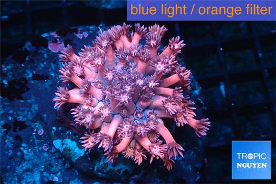 Goniopora red purple 4-7 cm WYSIWYG acclimaté
