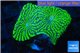 Echinophyllia green maze 3-5 cm WYSIWYG acclimaté