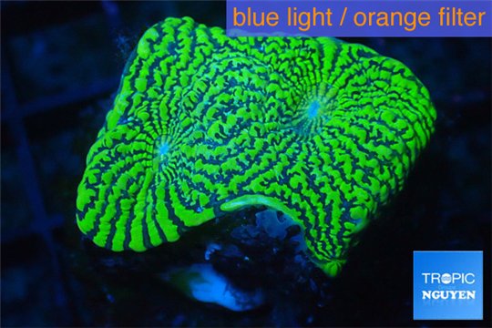 Echinophyllia green maze 3-5 cm WYSIWYG acclimaté