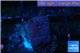 Favia red purple 2-3 cm WYSIWYG acclimaté