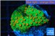 Leptastrea green & orange 3-5 cm WYSIWYG acclimaté