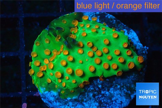 Leptastrea green & orange 3-5 cm WYSIWYG acclimaté