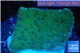 Montipora purple blue polyps 2-4 cm WYSIWYG acclimaté