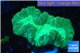 Caulastrea green 2-4 cm WYSIWYG acclimaté