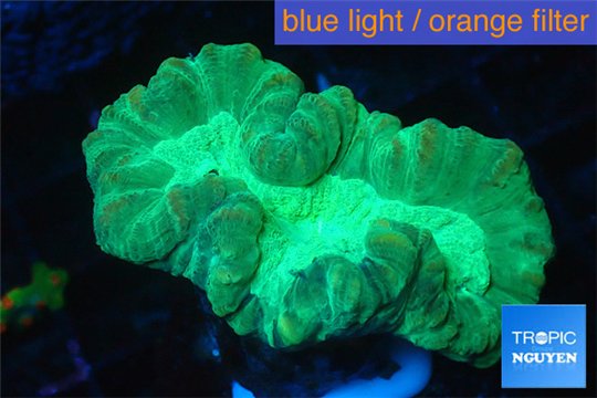 Caulastrea green 2-4 cm WYSIWYG acclimaté