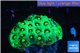 Favia green Australia 3-4 cm WYSIWYG acclimaté