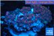 Zoanthus purple red 9-14 cm WYSIWYG acclimaté