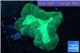 Caulastrea green 2-4 cm WYSIWYG acclimaté
