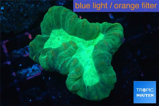 Caulastrea green 2-4 cm WYSIWYG acclimaté