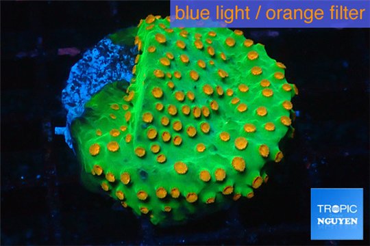 Leptastrea green & orange 3-4 cm WYSIWYG acclimaté