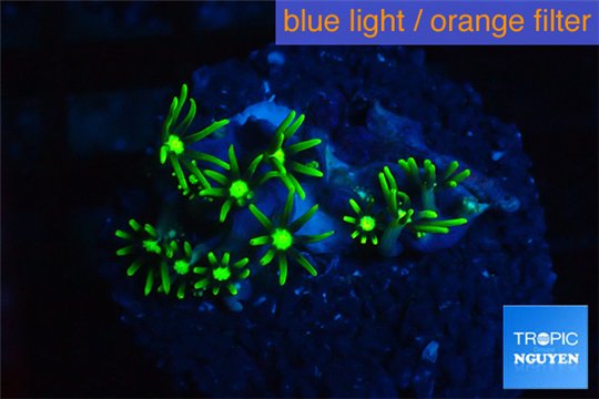Pachyclavularia neon green 2-4 cm WYSIWYG acclimaté