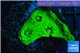 Echinophyllia ufo 2-3 cm WYSIWYG acclimaté