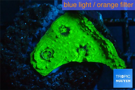 Echinophyllia ufo 2-3 cm WYSIWYG acclimaté