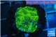 Platygyra joker green 2-3 cm WYSIWYG acclimaté