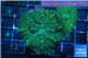 Rhodactis green golden 5-8 cm WYSIWYG acclimaté