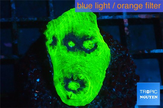 Echinophyllia ufo 2-3 cm WYSIWYG acclimaté